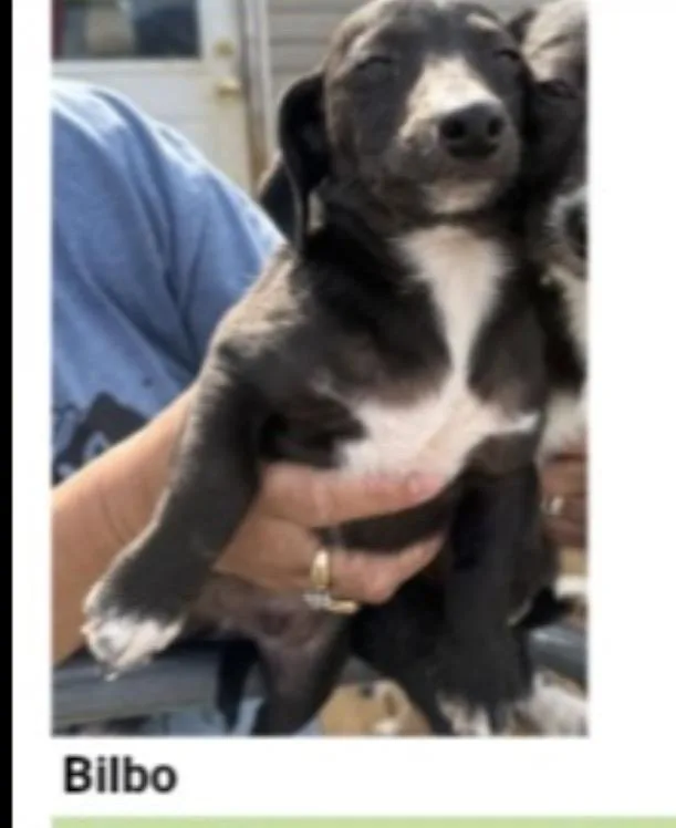 A young small-sized male Black Miniature Dachshund dog named Bilbo for adoption in Hamilton , NJ