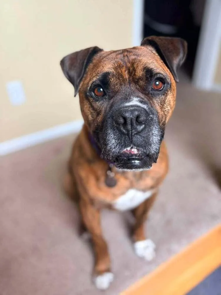 A senior medium-sized male Boxer dog named Woody for adoption in Denver, CO