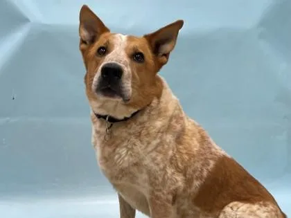 An adult small-sized male Cattle Dog dog named Henry for adoption in Coon Rapids, MN