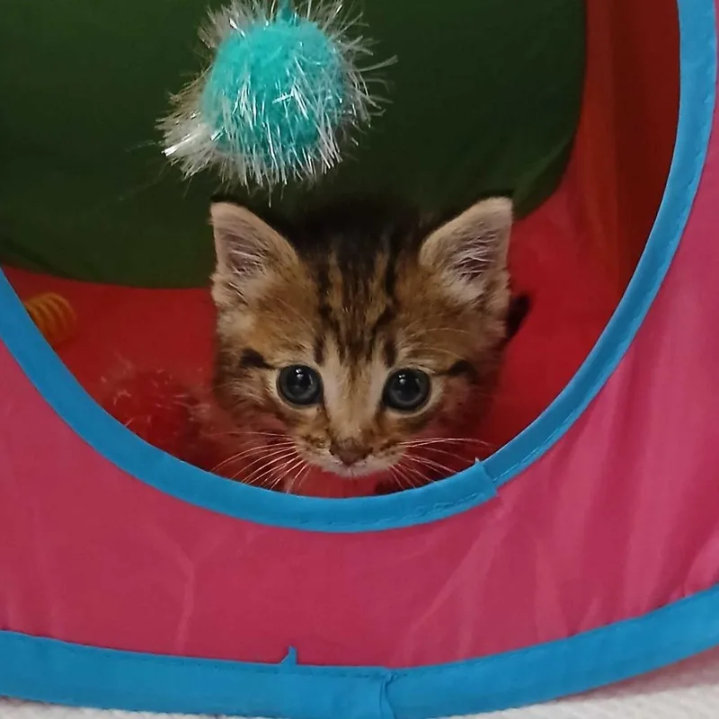 A young medium-sized female Domestic Medium Hair cat named Kayeo for adoption in Valdosta , GA