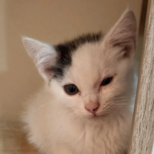 A baby small-sized female Domestic Short Hair cat named Moxey Miller for adoption in Woodstock, VA