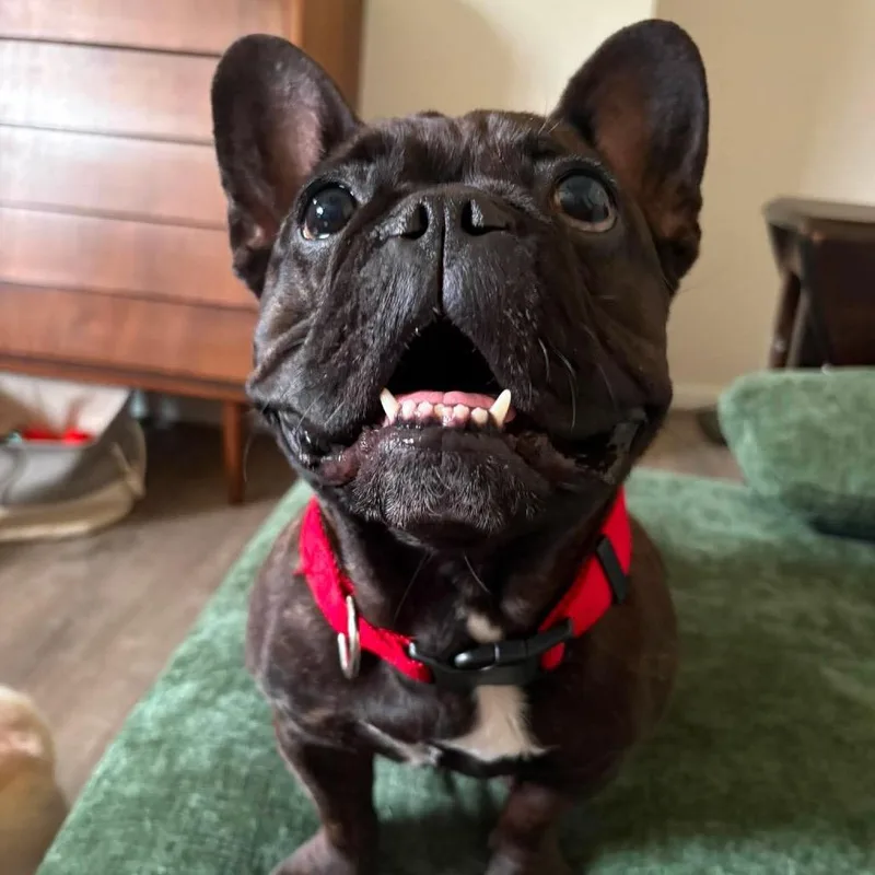 An adult small-sized female Black French Bulldog dog named Winnie for adoption in Jarrettsville, MD
