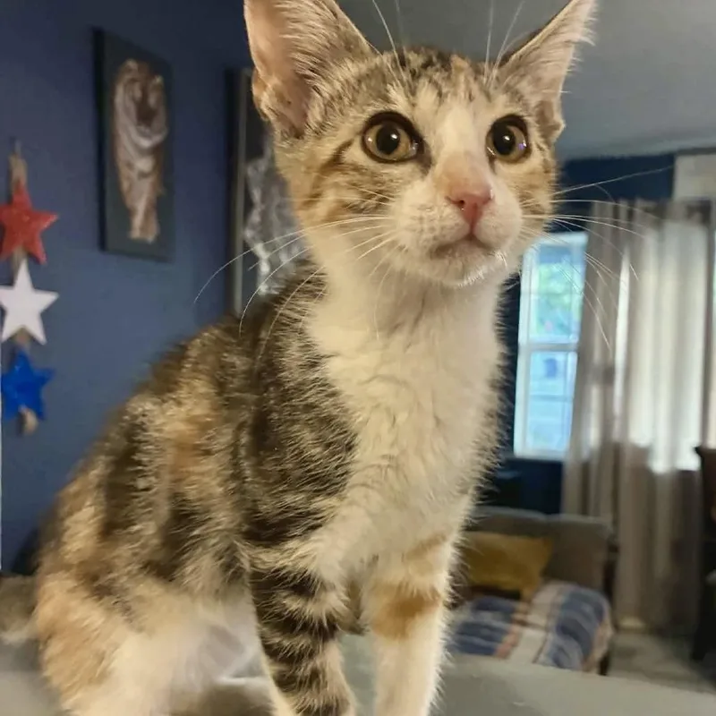 A baby small-sized female Calico Domestic Short Hair cat named Beans for adoption in Austin, TX