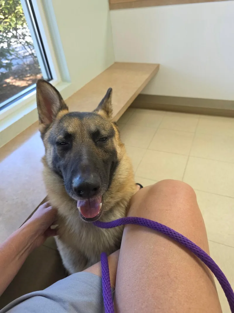 An adult large-sized male German Shepherd Dog dog named Finley for adoption in Thomasville, NC