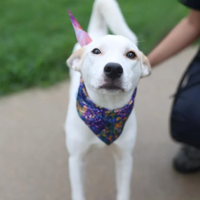 A young medium-sized female Australian Cattle Dog / Blue Heeler dog named Daisy for adoption in San Antonio, TX