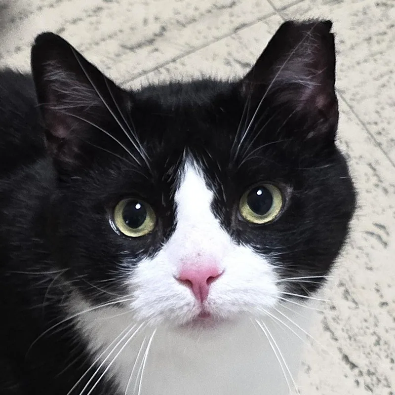 An adult large-sized male Black & White / Tuxedo Extra-Toes Cat / Hemingway Polydactyl cat named Mr. Manny Toes for adoption in Saddle River, NJ