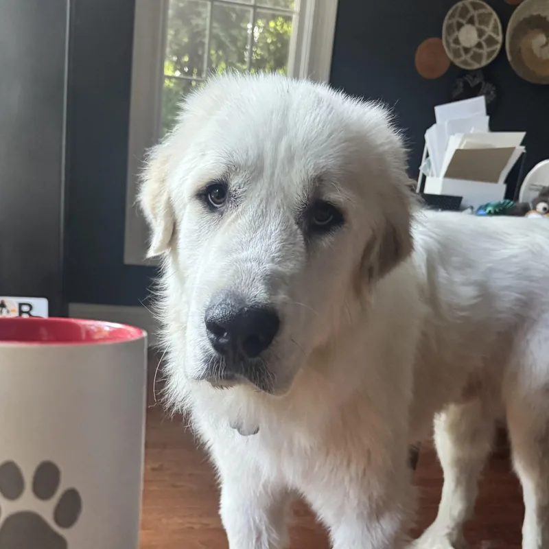 An adult extra large-sized male Bicolor Great Pyrenees dog named Aslan for adoption in Lincolnshire, IL