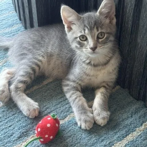 A baby medium-sized male Tabby (Gray / Blue / Silver) Domestic Short Hair cat named Earl Gray for adoption in Chicago, IL