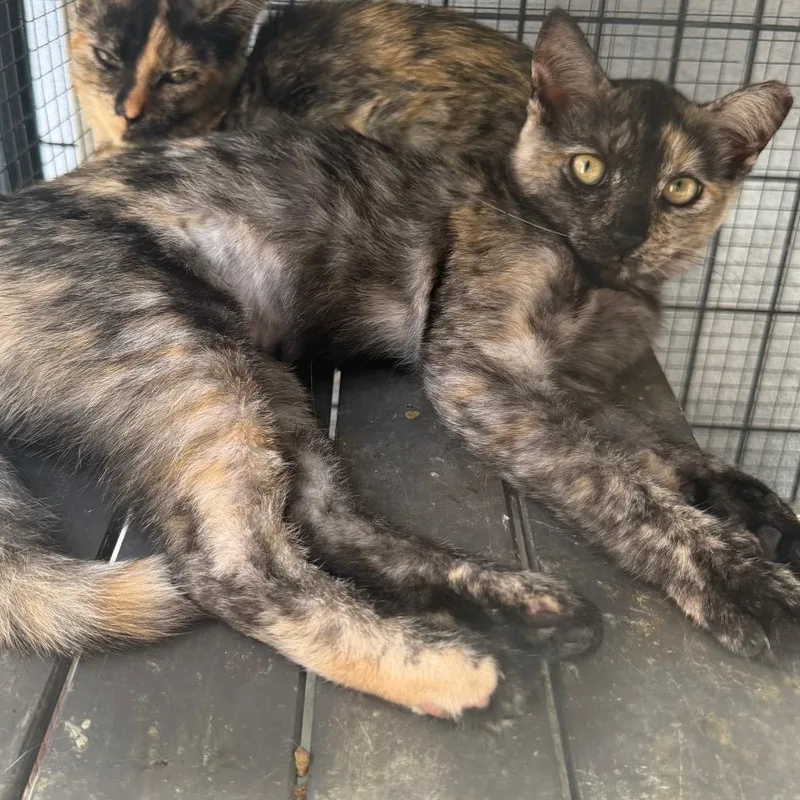 A young small-sized female Tortoiseshell Domestic Short Hair cat named Mavi for adoption in Long Beach, CA