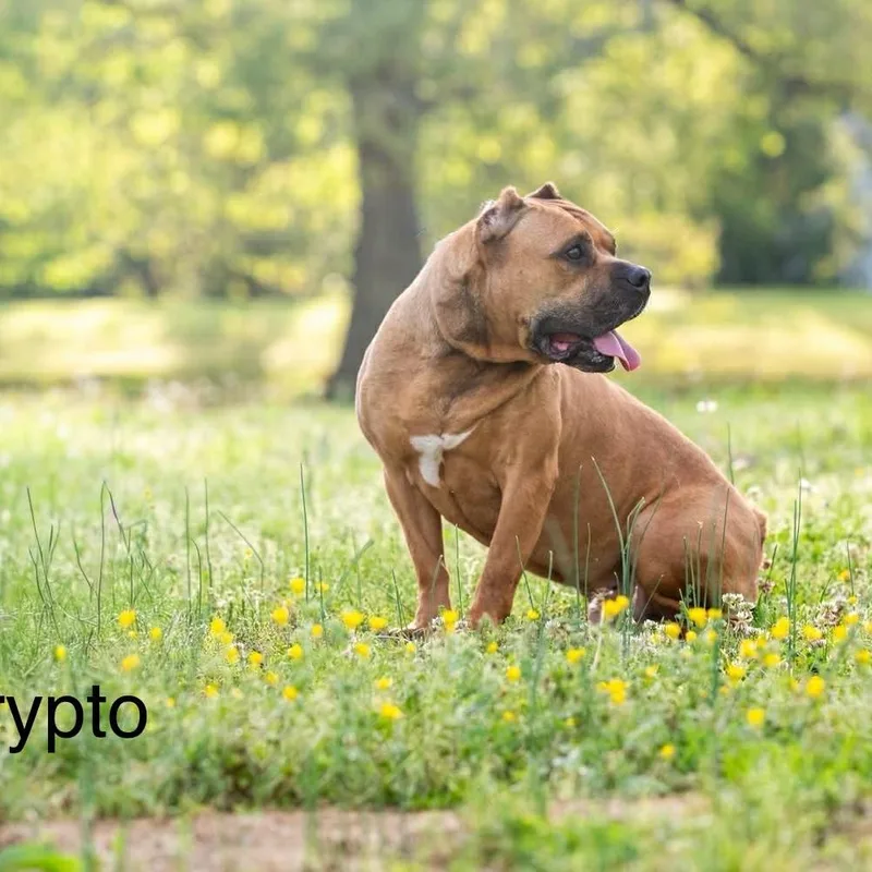Krypto