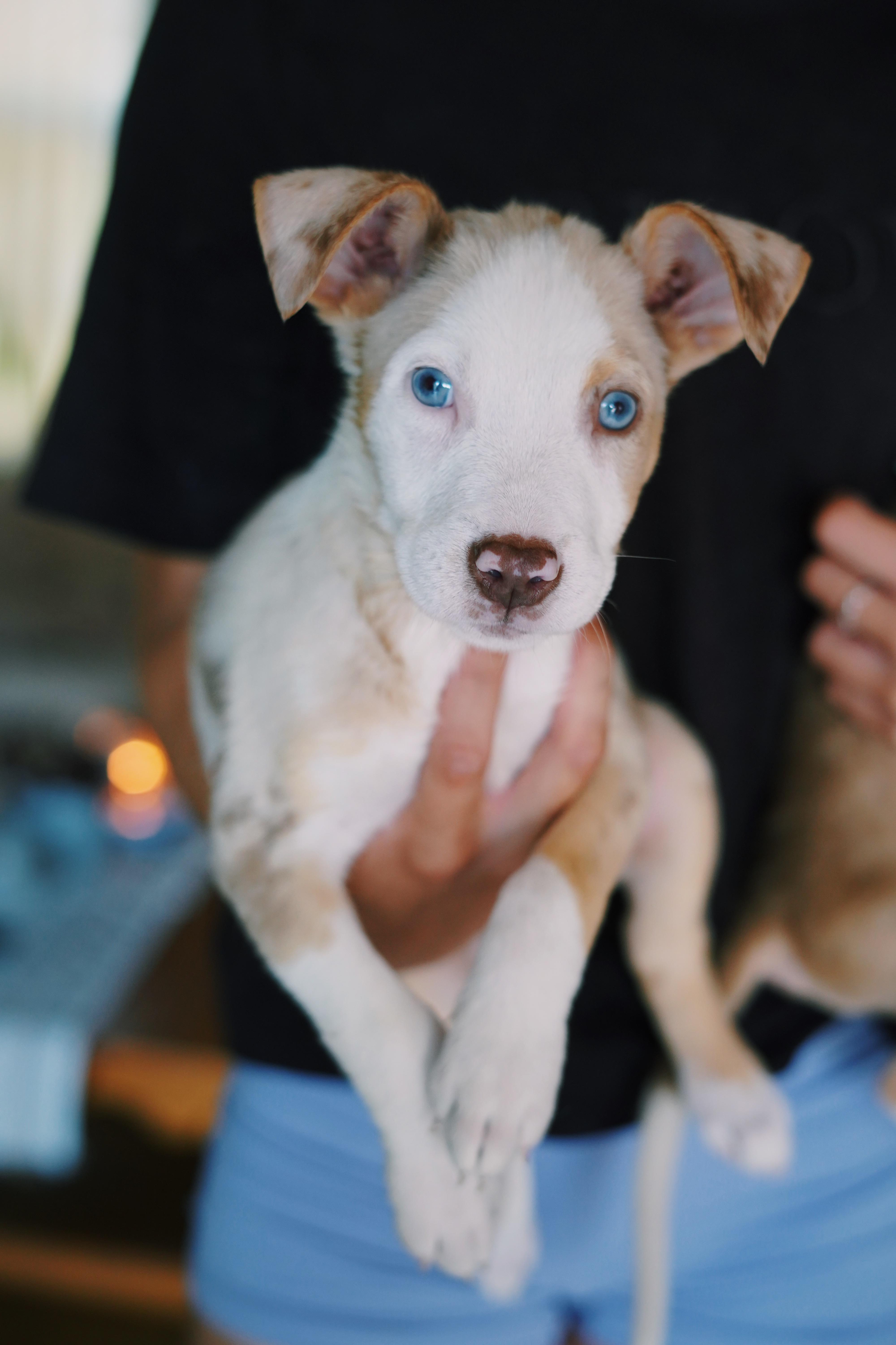 A baby medium-sized male Australian Cattle Dog / Blue Heeler dog named Piglet for adoption in Bixby, OK