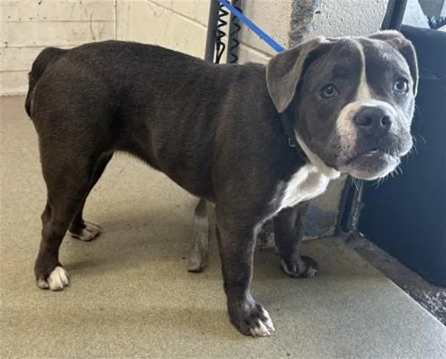 A young medium-sized female American Bulldog dog named Dina for adoption in San Bernardino, CA
