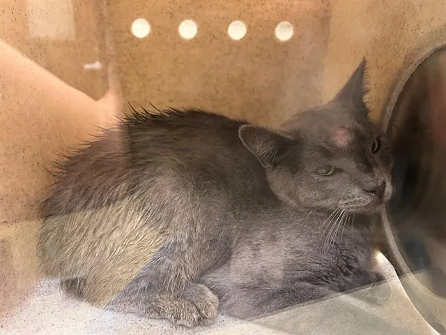 An adult medium-sized male Domestic Short Hair cat named A for adoption in Moreno Valley, CA