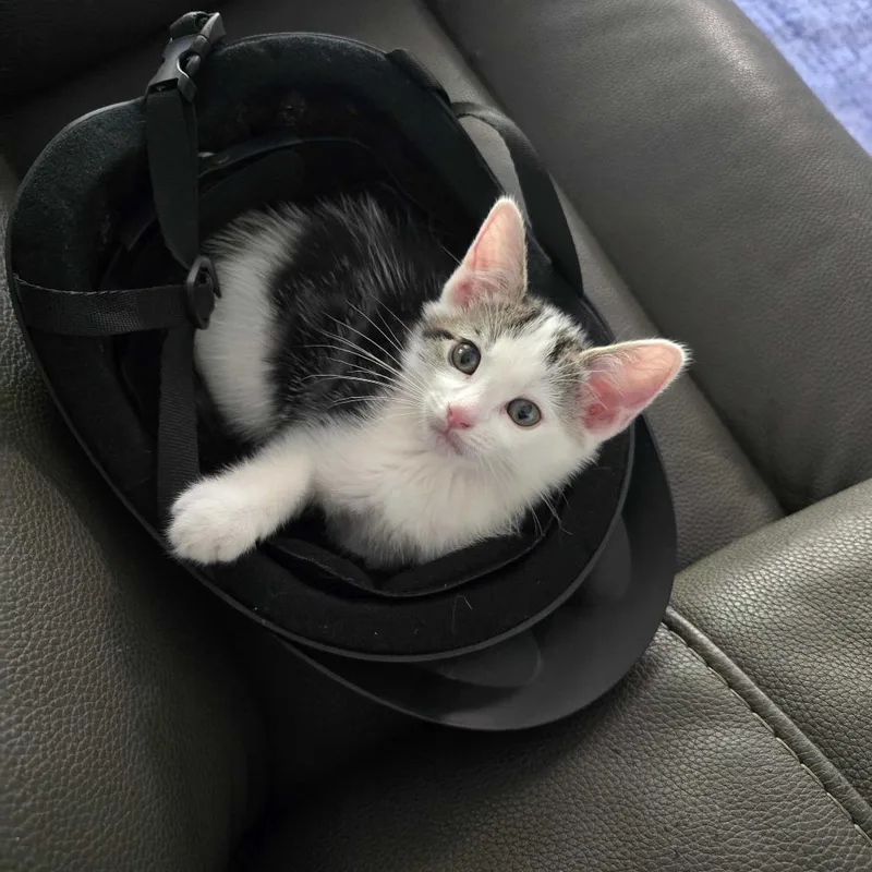 A baby small-sized male White Domestic Short Hair cat named Pluto for adoption in Riverside, CA