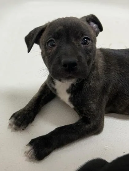 A baby medium-sized female Terrier dog named Kali for adoption in East Brookfield, MA