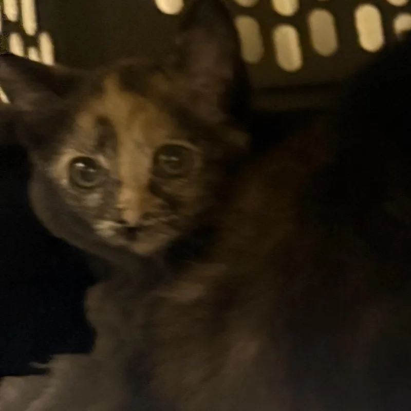 A baby small-sized male Black Domestic Short Hair cat named Root Beer for adoption in Winston-Salem, NC