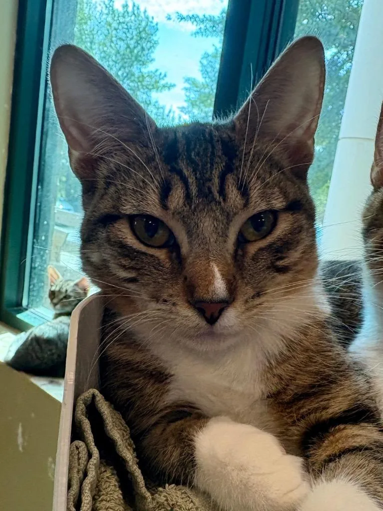 A baby small-sized female Domestic Short Hair cat named Tatum for adoption in Little Rock, AR