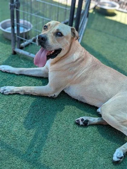 A baby medium-sized male Mixed Breed dog named Cyrus for adoption in El Paso, TX