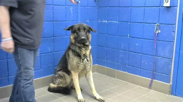 An adult large-sized male German Shepherd Dog dog named Ace for adoption in Albuquerque, NM