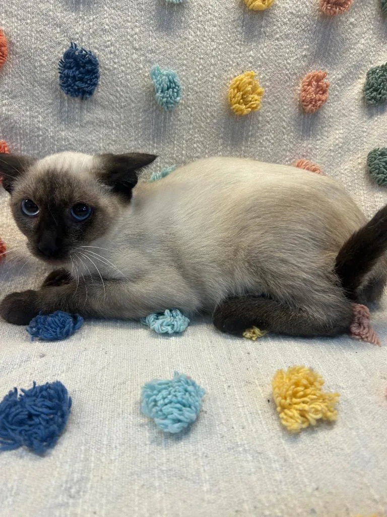 A baby medium-sized female Siamese cat named New Balance for adoption in Denham Springs, LA