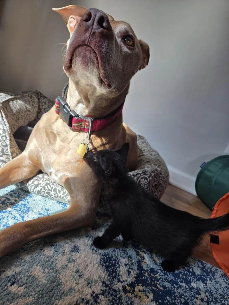 A baby medium-sized male Black Domestic Short Hair cat named Blackbird for adoption in Royal Oak, MI