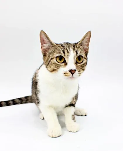 A baby small-sized female Domestic Short Hair cat named Betty for adoption in Morton Grove, IL