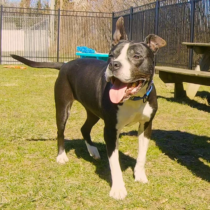 A senior medium-sized female Black Mixed Breed dog named Girlfriend for adoption in South Haven, MI
