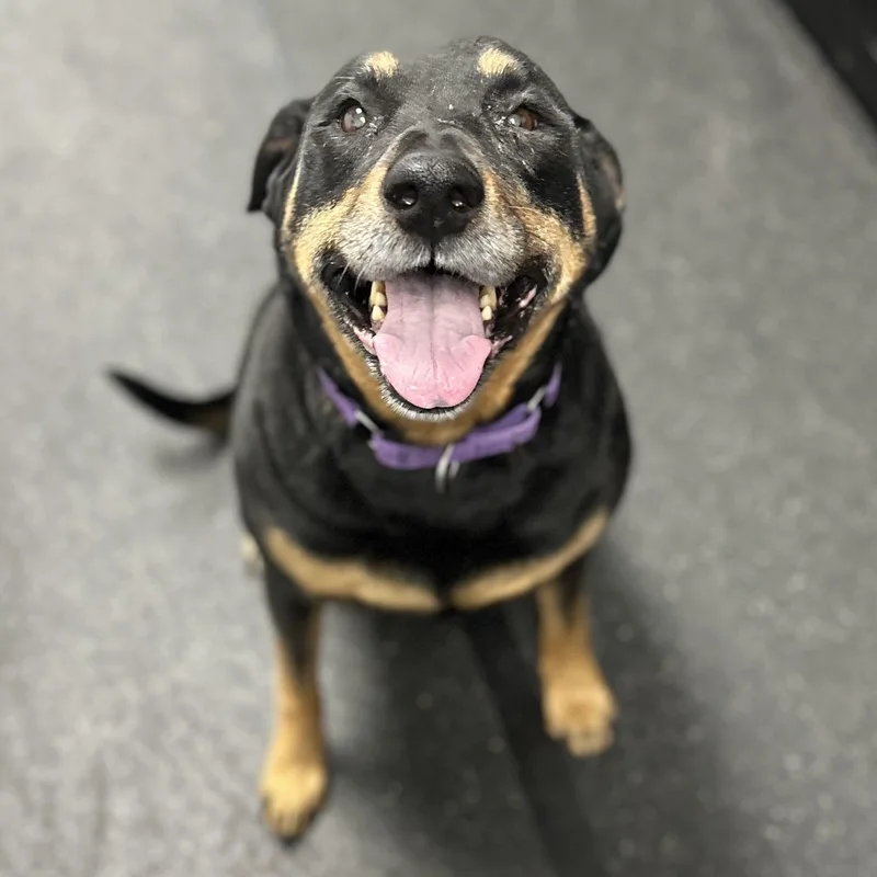 A senior large-sized female Black Rottweiler dog named Haley for adoption in Youngstown, OH