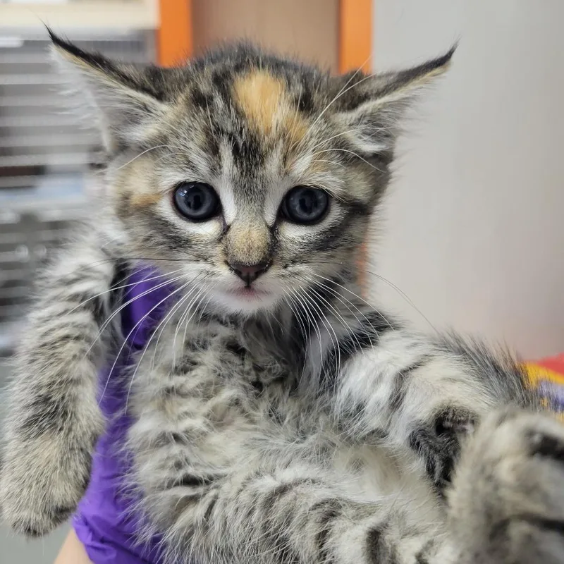 A baby small-sized female Torbie Domestic Short Hair cat named Zest for adoption in Westminster, CA