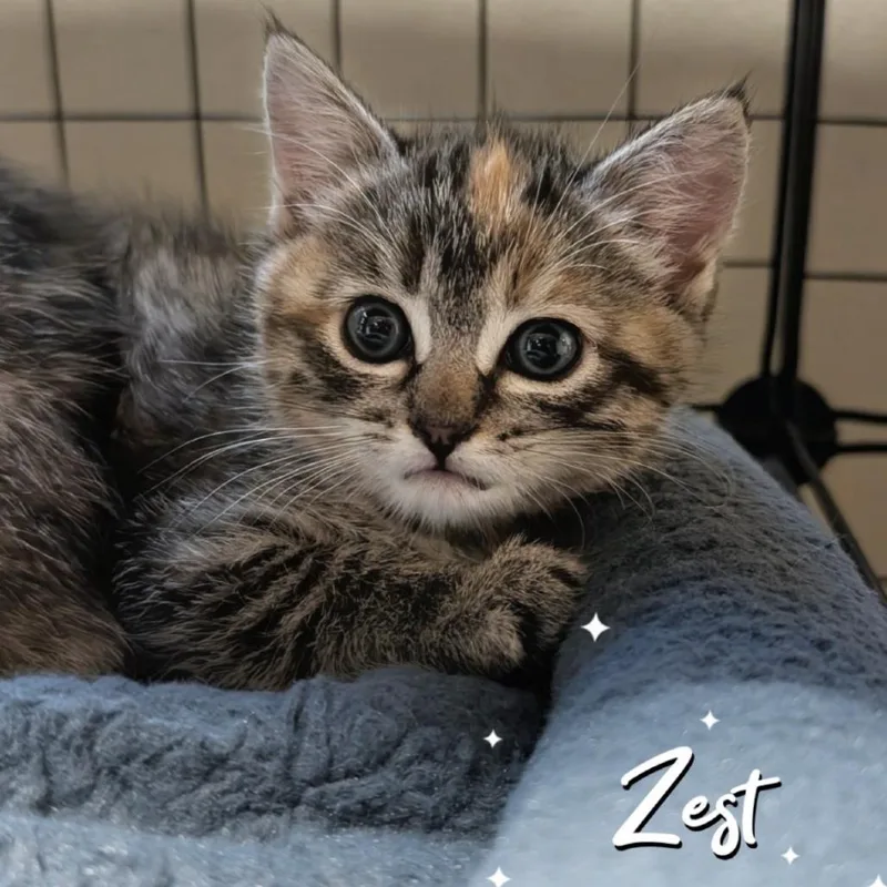 Zest thumbnail 2