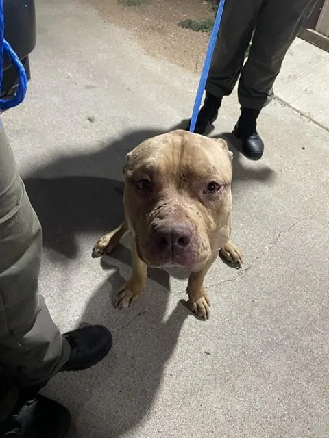 A young large-sized male Pit Bull Terrier dog named Beans for adoption in Killeen, TX