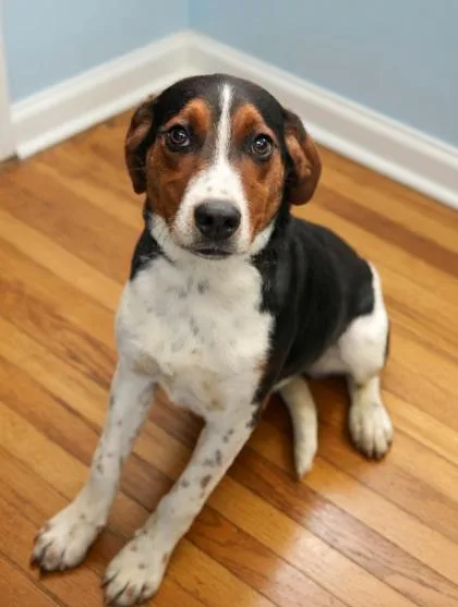 A young medium-sized female Beagle dog named Rosie for adoption in Bowling Green, KY