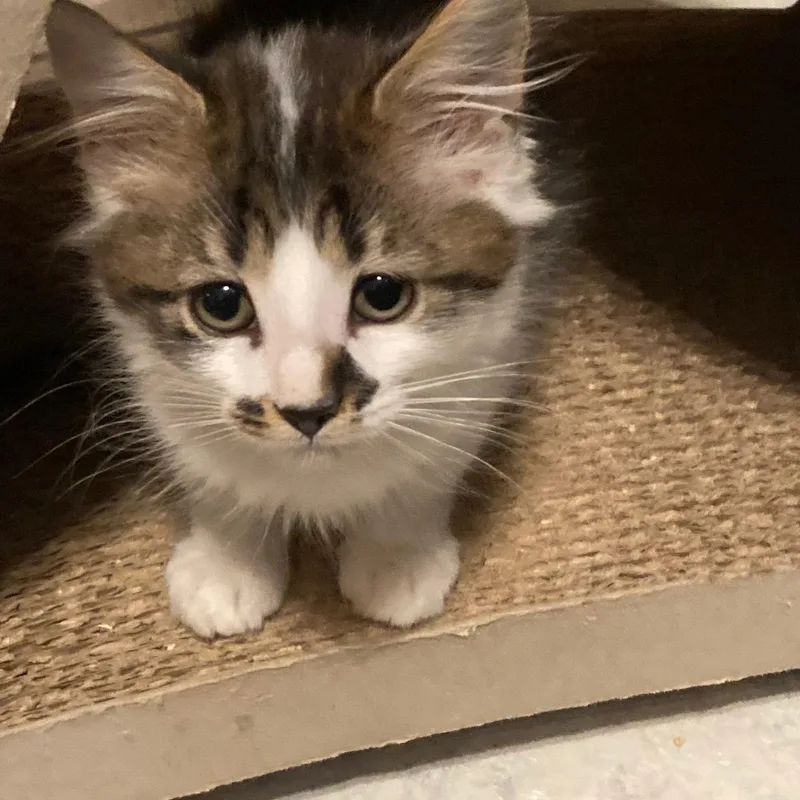 A baby medium-sized male Tabby (Buff / Tan / Fawn) Domestic Medium Hair cat named Tinker for adoption in Watkinsville, GA