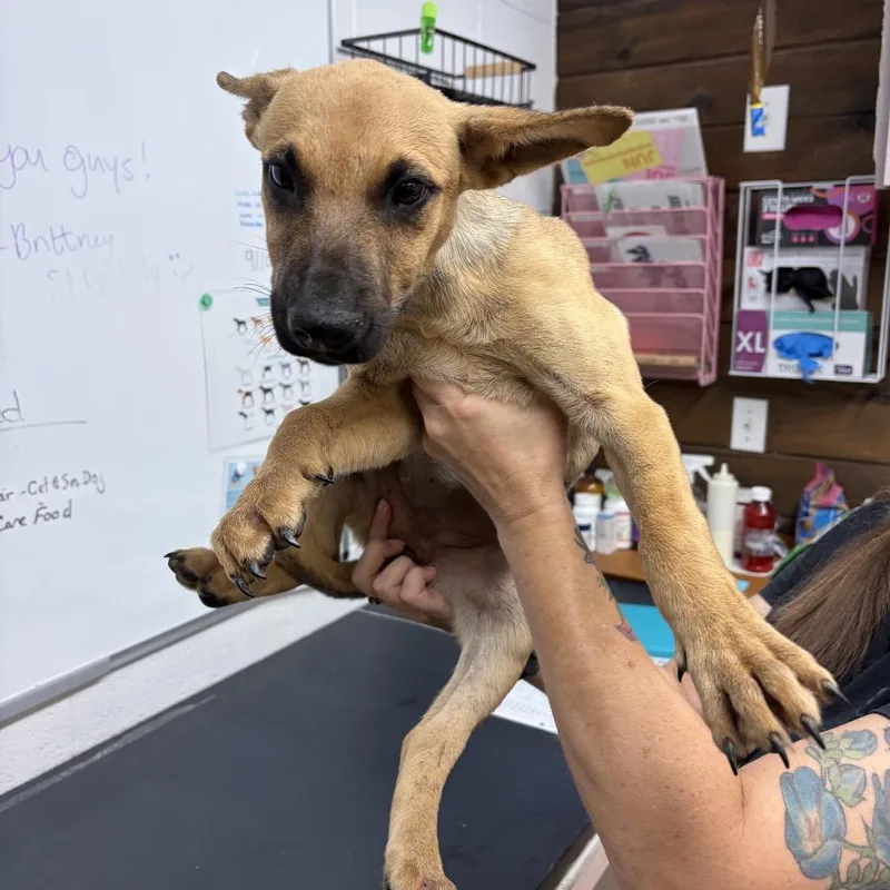 A baby small-sized female White / Cream Mixed Breed dog named Stacey for adoption in Evensville, TN