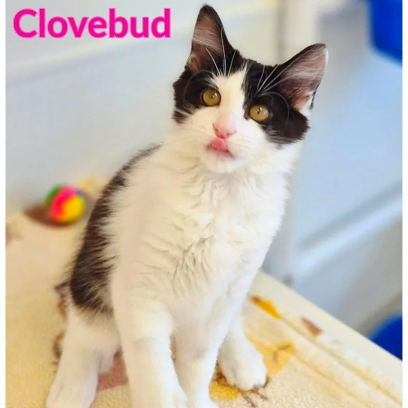 Clovebud
