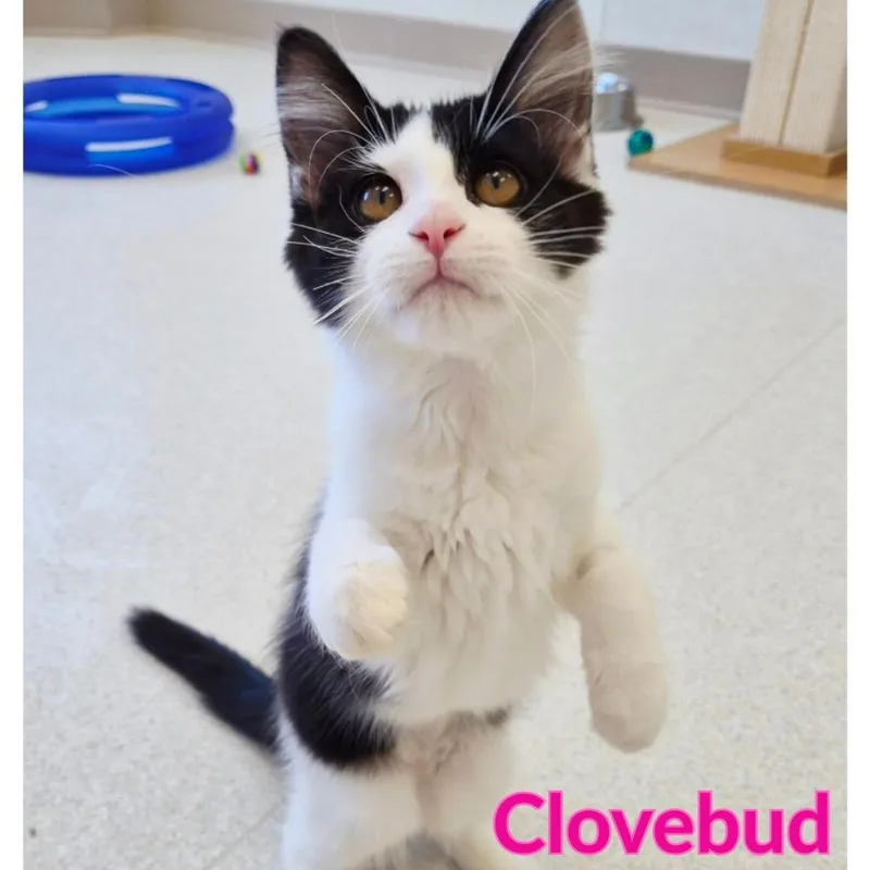 Clovebud thumbnail 2