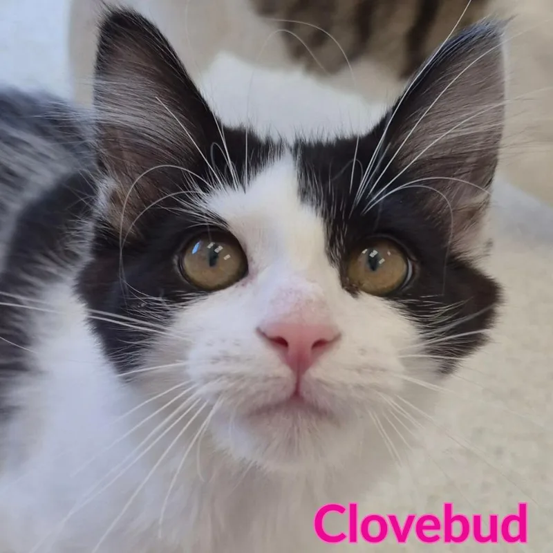 Clovebud thumbnail 3