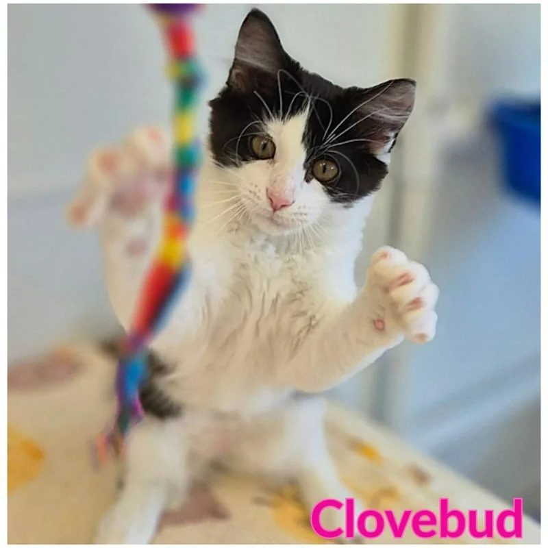 Clovebud thumbnail 4