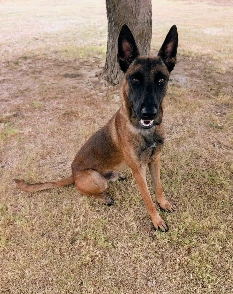 A young large-sized male Brown / Chocolate Belgian Shepherd / Malinois dog named Thunder for adoption in Cleburne, TX