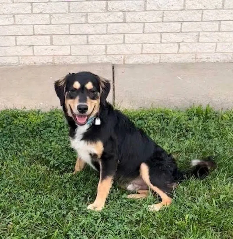 A baby large-sized male Shepherd dog named Poncho for adoption in North Prairie, WI