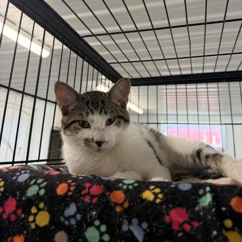 A young medium-sized male White Domestic Short Hair cat named McDuff for adoption in Spanish Fork, UT