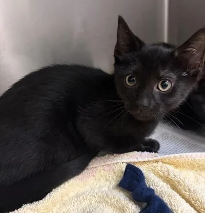 A baby small-sized male Domestic Short Hair cat named Cedar for adoption in West Chester, PA