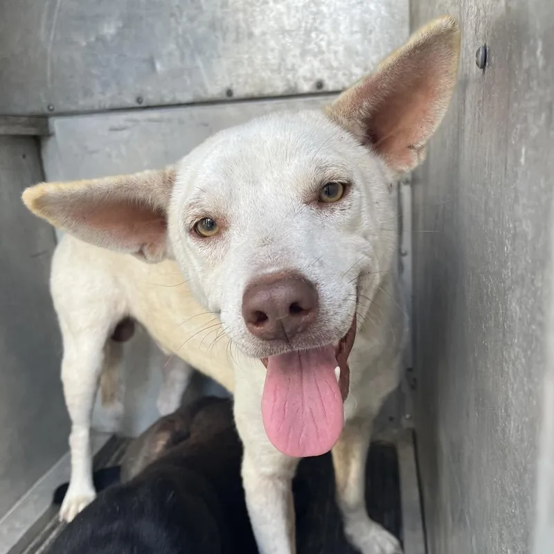 An adult medium-sized male White / Cream Shepherd dog named Congo for adoption in Edinburg, TX