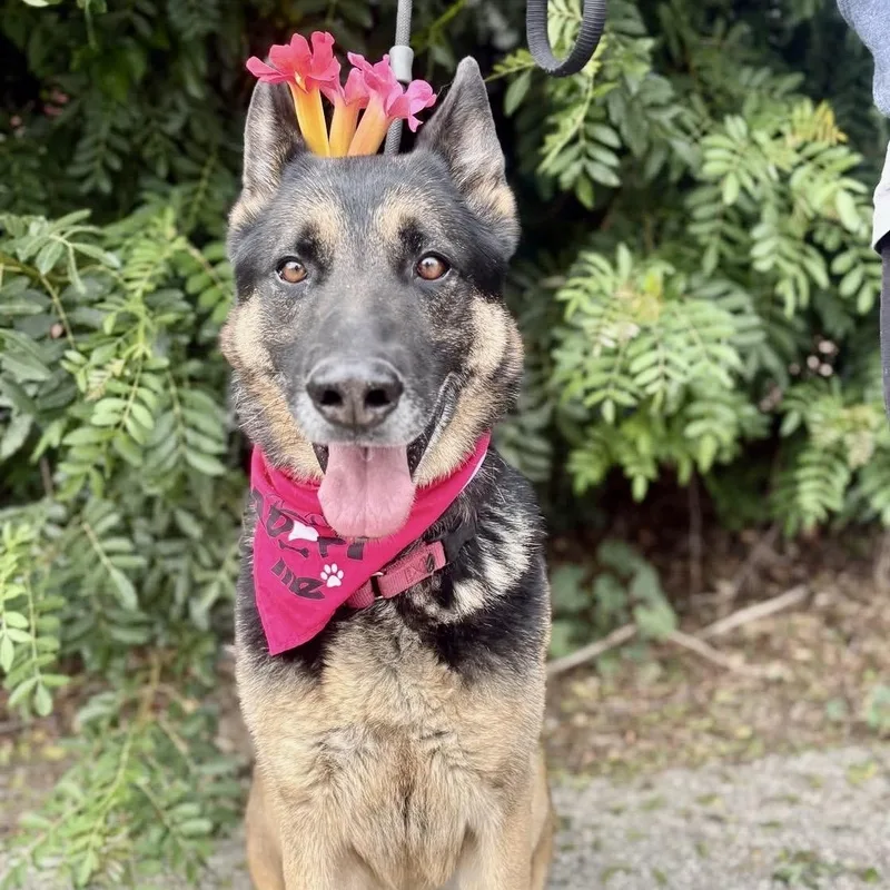 A senior large-sized male German Shepherd Dog dog named Junior for adoption in Thousand Oaks, CA