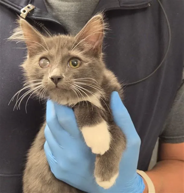 A baby small-sized female Domestic Medium Hair cat named Magpie for adoption in Ontario, CA