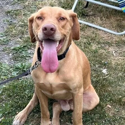 A young large-sized male Yellow / Tan / Blond / Fawn Labrador Retriever dog named Enzo for adoption in Manhasset, NY
