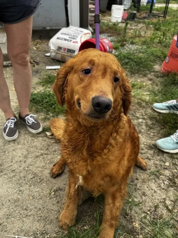 An adult large-sized female Golden Retriever dog named A for adoption in Salisbury, MD
