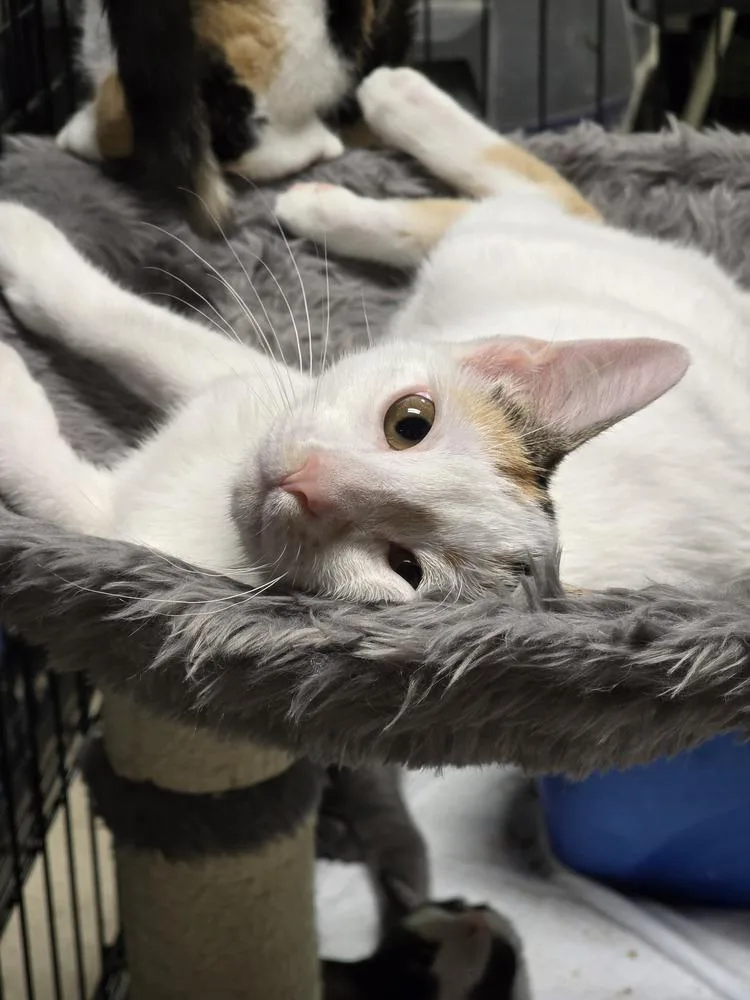 A young medium-sized female Calico cat named Nina for adoption in Pittstown, NJ