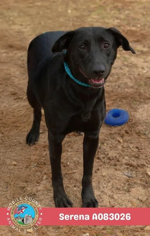 An adult medium-sized female Black Labrador Retriever dog named Serena for adoption in Mobile, AL