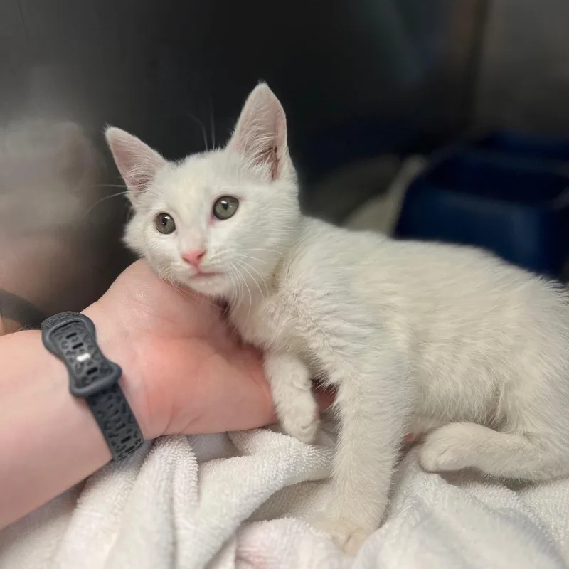 A baby small-sized female White Domestic Short Hair cat named Peggy Sue for adoption in Greensboro, GA